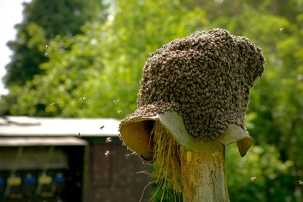 Bienenschwarm auf Stele #101 am Landwehrbach